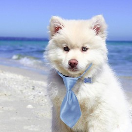 Segarty 40 Small Dog Ties Dog Bowtie, Solid Color Dog Neck Bow Tie with Adjustable Collar Bulk for Wedding Holiday Birthday Christmas Grooming Accessories Cat Puppy Pet Necktie