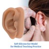 SimCoach Modelo de oreja de acupuntura, réplica de oreja artificial