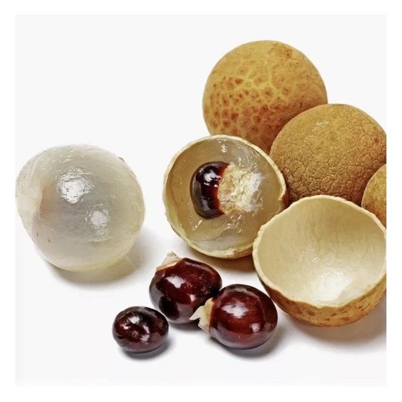 Longan 1 Longan Tree Dimocarpus Dragon Eye 10”With Pot Seedling