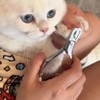 Magic Cat Wrap for Cutting Nails & Grooming, Self Adherent