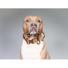 BullyBillows 4cm Combat® Dog Collar v2.0 | Heavy-Duty Design with Rated Clip | NO HANDLE | Neoprene Lined for Comfort | Purple | Medium | Adjustable Size 14"-21" (35cm-54cm)