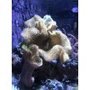Seachem Reef Phytoplancton, 500 ml / 16.9 onzas líquidas