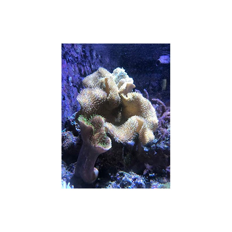 Seachem Reef Phytoplancton, 500 ml / 16.9 onzas líquidas