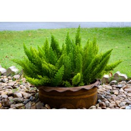 Foxtail Fern | 2 Extra Large 3 Gallon Plants | Asparagus densiflorus 'Meyersii' | Lush Texture | Architectural Greenery