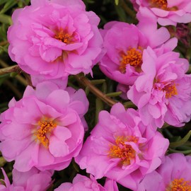 Outsidepride Moss Rose Pink - 10000 Seeds