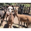Unbranded Organic Premium Alpaca Manure Poop! Great For Your Garden