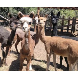 Unbranded Organic Premium Alpaca Manure Poop! Great For Your Garden 5lbs