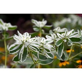 NIKA SEEDS - Flowers Snow on The Mountain Euphorbia Spurge Annual - 20 Seeds
