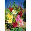 NIKA SEEDS - Seeds Flowers Hollyhock Majorette Mix Perennial -
