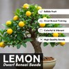 Dwarf Lemon Bonsai Tree Seeds, 20 Seeds, Grow a Delicious