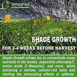 EFOOFAN Té Verde Matcha Orgánico En Polvo, Grado Culinario Premium (113 G), Sabor A Té Tencha Japonés, Primera Cosecha, Té Macha Orgánico Para Latte, 