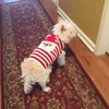 NACOCO Santa Claus Pet Sweater Dog Sweaters Cold Weather Outfit