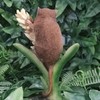 Vivid Arts Harvest Mouse on Wheat Highly Detailed Home Garden