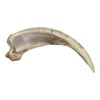 Skulls Unlimited Grizzly Bear Kodiak Claw, Curved (15cm) (Museum Quality