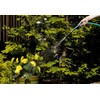 Teknor Apex NeverKink 8615-75, Heavy Duty Garden Hose, 5/8-Inch by