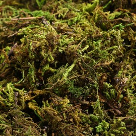 BESPORTBLE 60g Lifelike Artificial Moss Plants Fake Green Lichen Fake Lichen Green Plants for Home Garden Patio Decoration