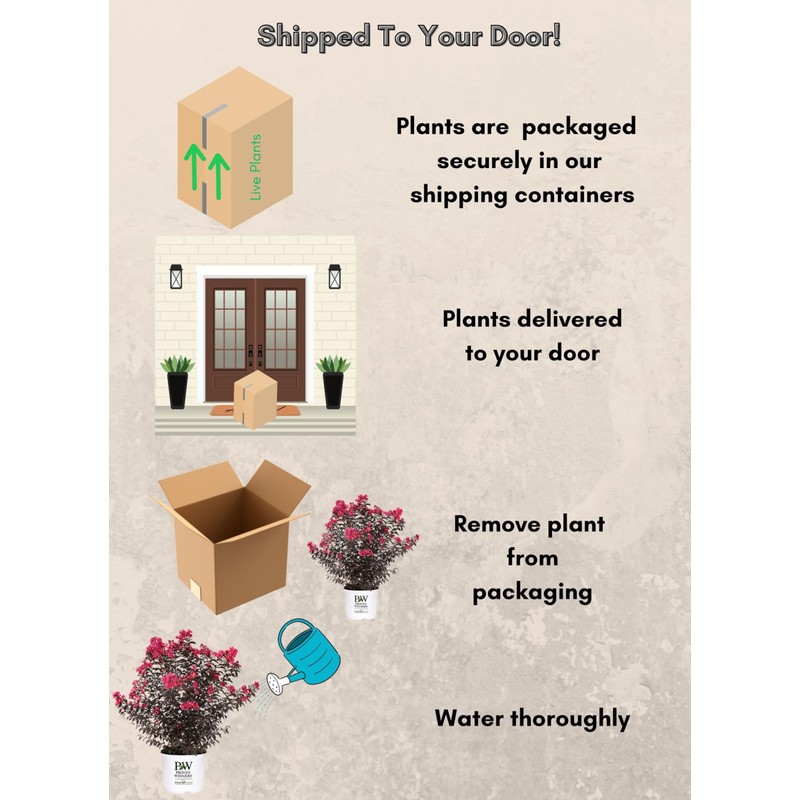 2 Gallon Proven Winners Center Stage Pink Crape Myrtle