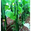 KIRA SEEDS - Cucumber Chinese Miracle - Open-Pollinated - Heirloom