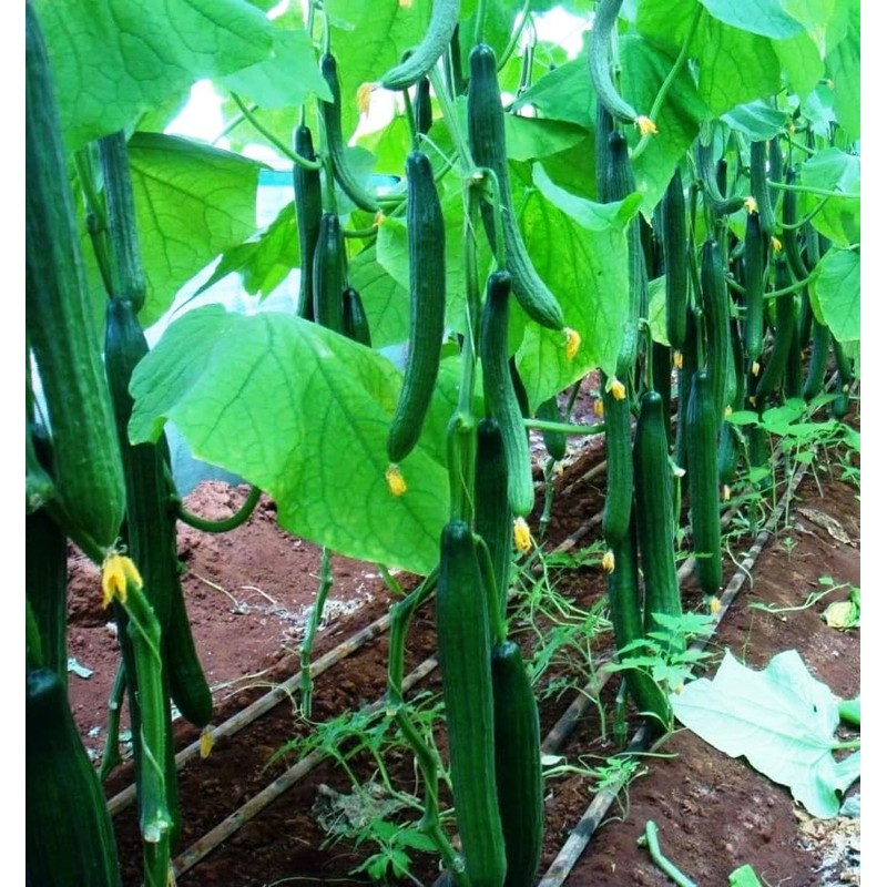 KIRA SEEDS - Cucumber Chinese Miracle - Open-Pollinated - Heirloom