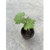 Grapevine Kyoho Grape With Pot 8” Seedling Fast Grow Ready