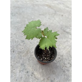 Grapevine Kyoho Grape With Pot 8” Seedling Fast Grow Ready To Plant