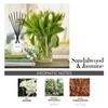 Touche Luxury Natural Reed Diffuser. Long Lasting Scented Home Fragrance.