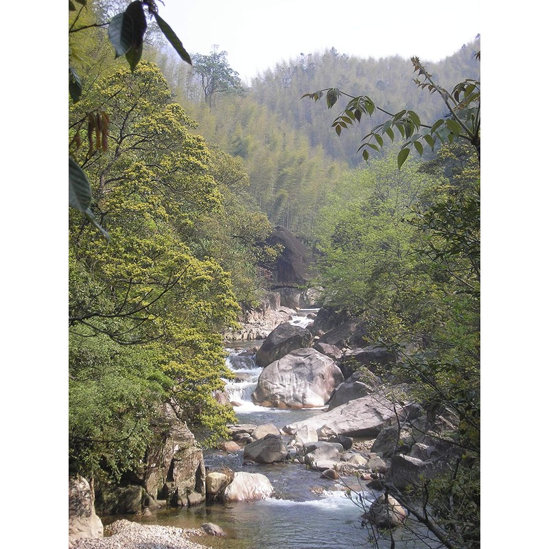 The Tao of Tea, Black Dragon Oolong Tea, Loose Leaf,