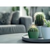 Tymar Planter, Flower Pot, Pack of 2, Flower Pot, Plastic