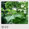 Natural bee tree efficacy bark Sancheong tree branch 500g /