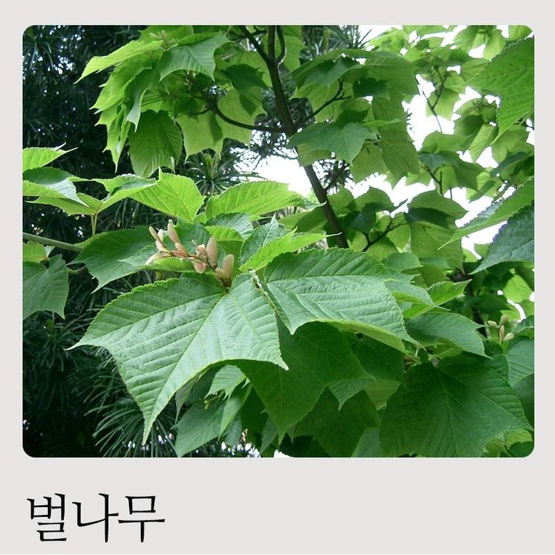 Natural bee tree efficacy bark Sancheong tree branch 500g /