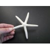 Florida Shells and Gifts 24 White Pencil (Finger) Starfish 4-5"