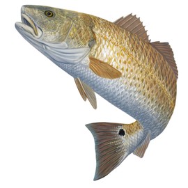 Redfish Fishing Decal Red Drum Fish Sticker