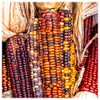 Everwilde Farms - 1 Oz Wampum Ornamental Corn Seeds -