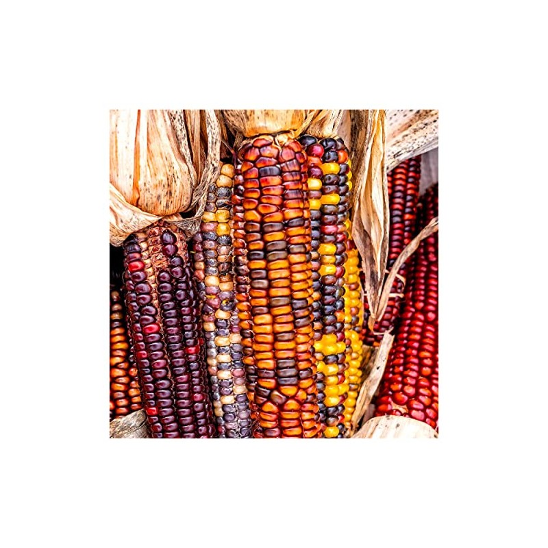 Everwilde Farms - 1 Oz Wampum Ornamental Corn Seeds -