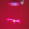 ABI 12W LED PAR38 Grow Light Bulb for Veg and