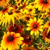 TomorrowSeeds - Gloriosa Daisy Seeds - 4500+ Count - for