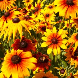TomorrowSeeds - Gloriosa Daisy Seeds - 4500+ Count - for 2025 Planting Rudbeckia Hirta Black Eyed Susan Brown Betty Yellow Orange Daisy Perennial Wildflower Grow Your Own Home Farm Patio Healthy