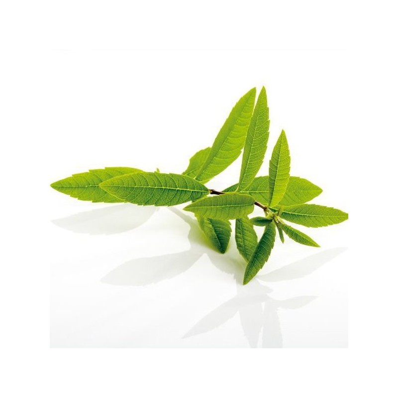 Charm Goods 레몬버베나 추출물 복합정 120정 3통 Lemon Verbena Extract