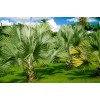 CZ Grain 20 Mexican Fan Palm Tree Seeds Washingtonia Robusta
