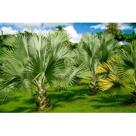 CZ Grain 20 Mexican Fan Palm Tree Seeds Washingtonia Robusta Premium Quality Tree Seeds