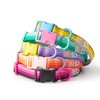 Dog Collar, Basic Collar for Dogs, Dog Collar, Training Collar