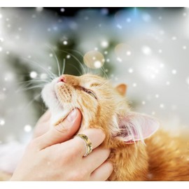 ANIEJUFI Stainless Steel Cute Cat Spinner Ring Animal Kitty Fidget Band Rings for Men Women Anxiety Stress Relief Gold Size 11