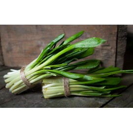 NIKA SEEDS - Seeds Herb Ramsons (Wild Garlic) - 50 Seeds
