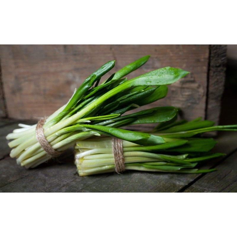 NIKA SEEDS - Seeds Herb Ramsons (Wild Garlic) - 50