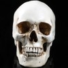 Holibanna Human Skull Teaching Model Lifesize Human skeleton Anatomical Head