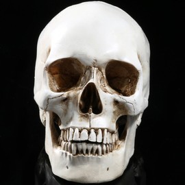 Holibanna Human Skull Teaching Model Lifesize Human skeleton Anatomical Head Bone Model Halloween Decoration…