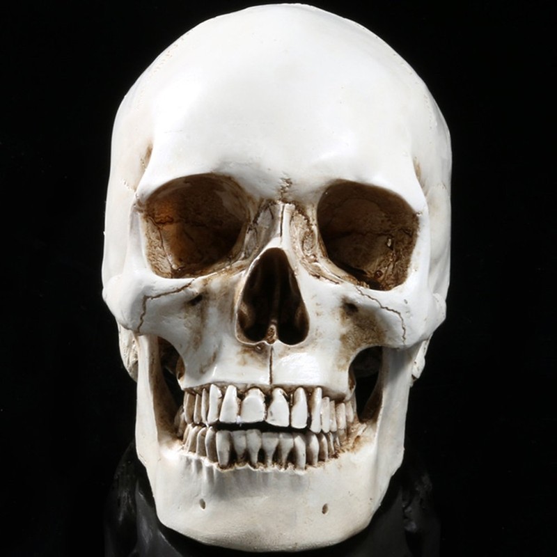 Holibanna Human Skull Teaching Model Lifesize Human skeleton Anatomical Head
