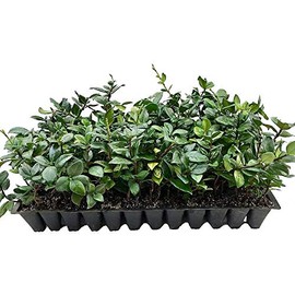 Star Jasmine | 30 Live Plants | Trachelospermum Jasminoides | Fragrant Blooming Evergreen Vine