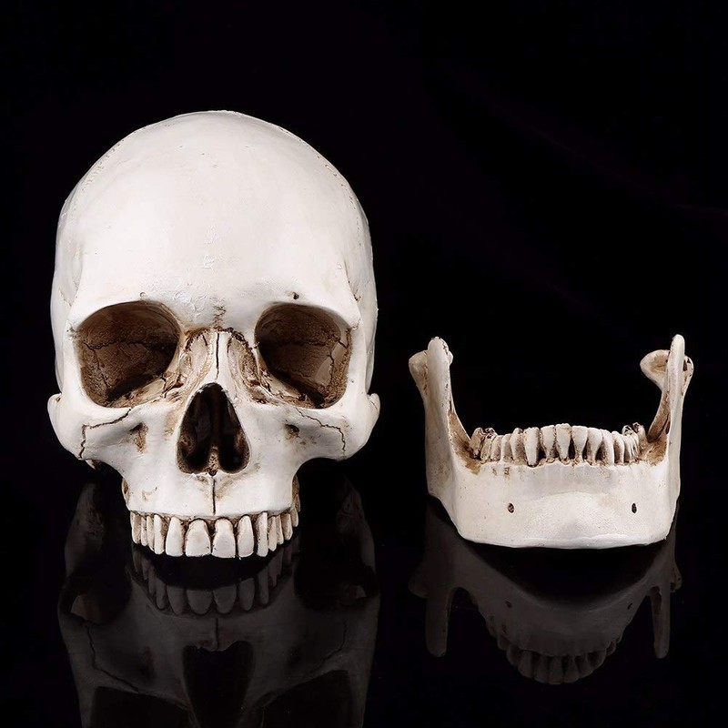 Human Skull Resin Skull Model White Resin 1 Piece White