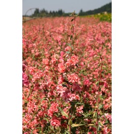 Clarkia Elegant Double Light Salmon Flower Seeds, 1000 Heirloom Seeds Per Packet, Non GMO Seeds, Clarkia Unguiculata